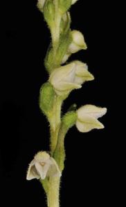 Goodyera repens