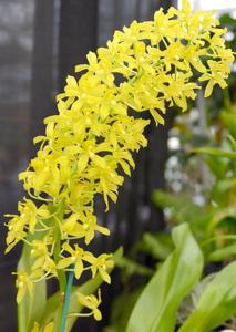 Grammatophyllum multiflorum