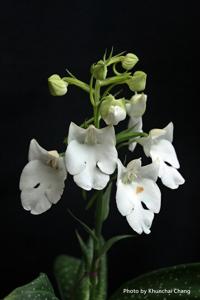 Habenaria carnea