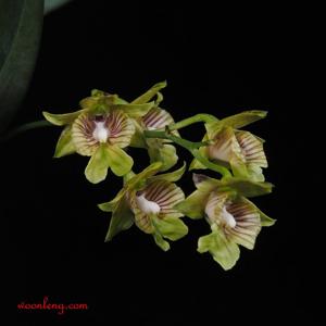 Dendrobium biloculare