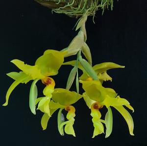 Stanhopea wardii