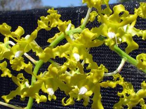 Dendrobium discolor