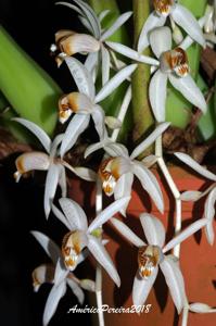 Coelogyne swaniana