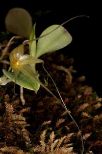 Brachionidium valerioi