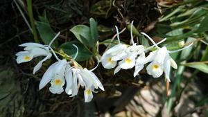 Coelogyne locii