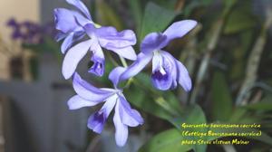 Guarianthe bowringiana