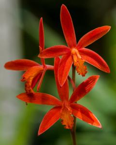 Cattleya milleri