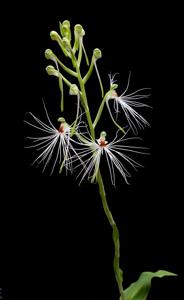 Habenaria medusa