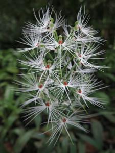 Habenaria myriotricha