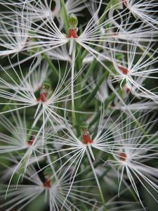 Habenaria myriotricha