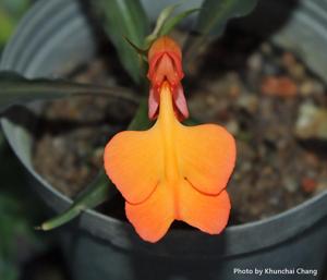Habenaria rhodocheila