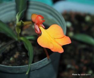 Habenaria rhodocheila