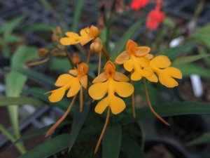 Habenaria rhodocheila