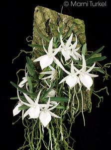 Angraecum didieri