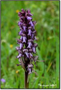 Himantoglossum robertianum