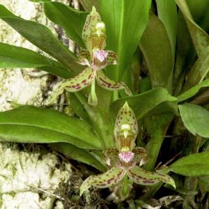 Kefersteinia parvilabris