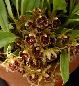 Kefersteinia sanguinolenta