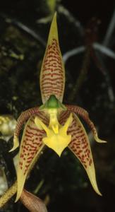 Kegeliella atropilosa