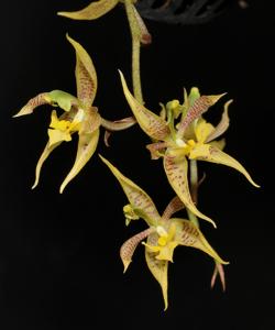 Kegeliella atropilosa