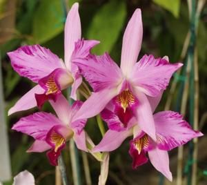 Laelia anceps