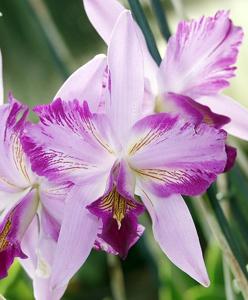 Laelia anceps
