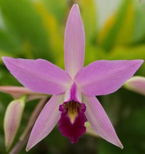 Laelia anceps subsp. anceps