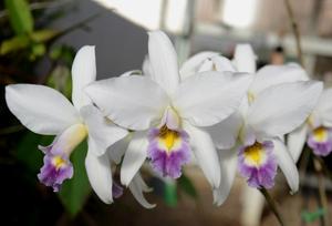 Laelia anceps var. veitchiana