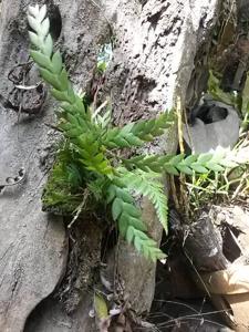 Dendrobium aloifolium