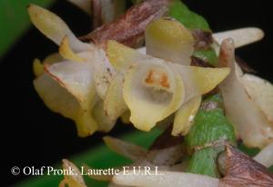 Lemurorchis madagascariensis