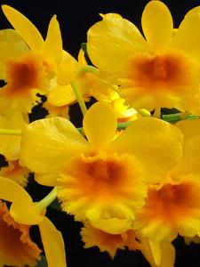 Dendrobium chrysotoxum