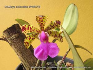 Cattleya aclandiae