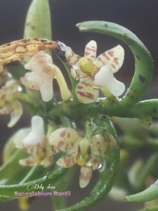 Saccolabium rantii