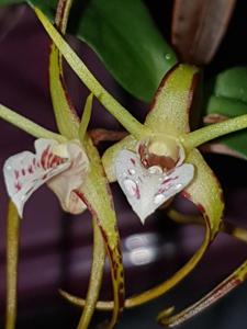 Dendrobium tetragonum var. melaleucaphilum