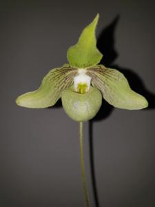 Paphiopedilum jackii