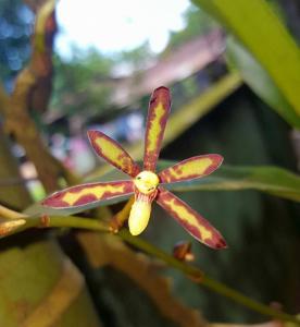 Arachnis labrosa