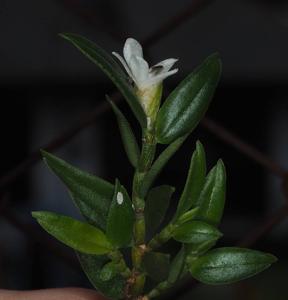Glomera hamadryas