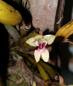 Dendrobium angustifolium