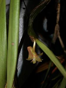 Dendrobium angustifolium