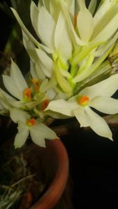 Dendrobium bracteosum