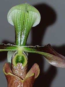 Paphiopedilum appletonianum