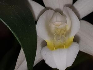 Coelogyne nervosa