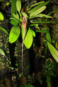 Bulbophyllum romyi