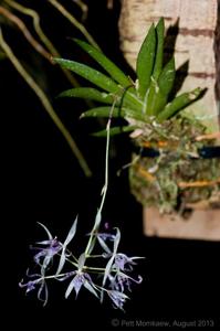 Macroclinium manabinum