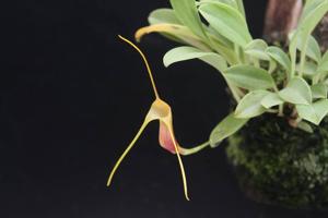 Masdevallia filaria