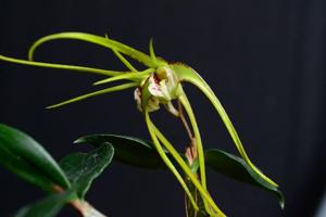 Dendrobium tetragonum subsp. giganteum