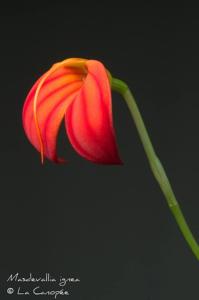 Masdevallia ignea