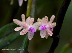 Trichoglottis rosea