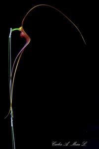 Masdevallia regina