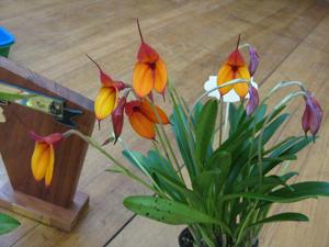 Masdevallia welischii