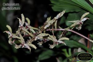 Catasetum gladiatorium